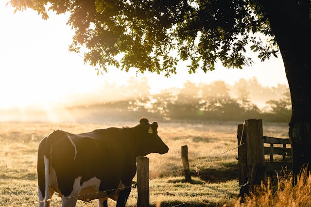 I Will Optimize Your Farm and Connect You to Premium Coffee Markets